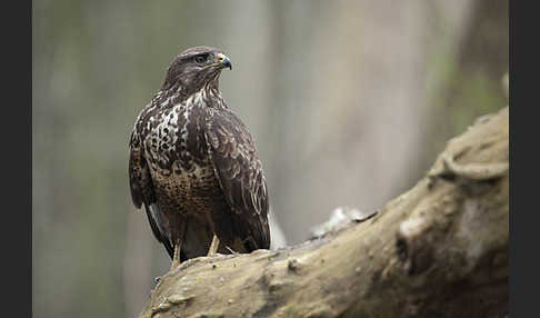 Mäusebussard (Buteo buteo)