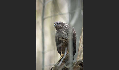 Mäusebussard (Buteo buteo)