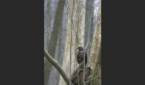 Mäusebussard (Buteo buteo)