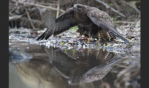 Mäusebussard (Buteo buteo)