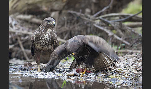 Mäusebussard (Buteo buteo)