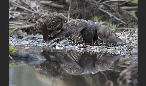 Mäusebussard (Buteo buteo)