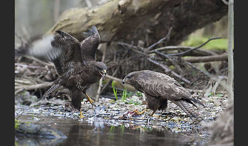 Mäusebussard (Buteo buteo)