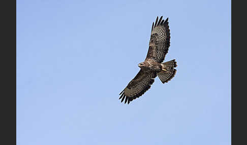 Mäusebussard (Buteo buteo)