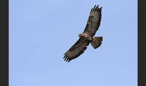 Mäusebussard (Buteo buteo)