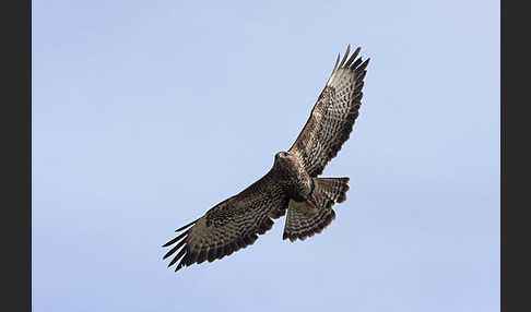 Mäusebussard (Buteo buteo)