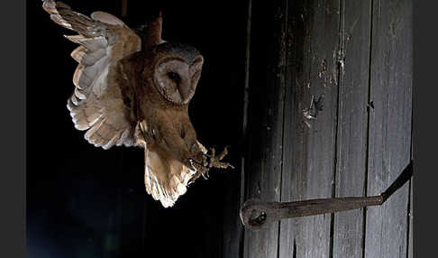 Schleiereule (Tyto alba)