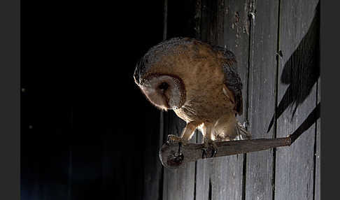 Schleiereule (Tyto alba)