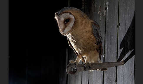 Schleiereule (Tyto alba)