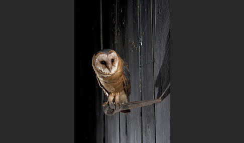 Schleiereule (Tyto alba)