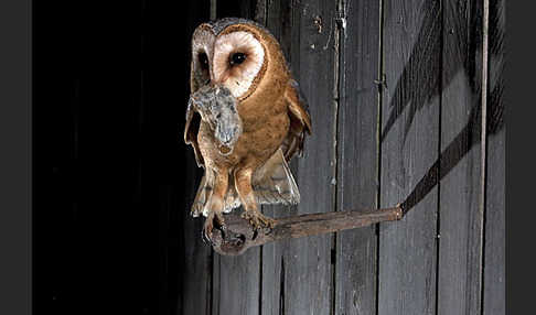 Schleiereule (Tyto alba)