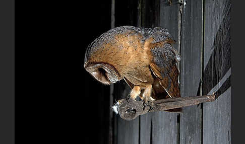 Schleiereule (Tyto alba)