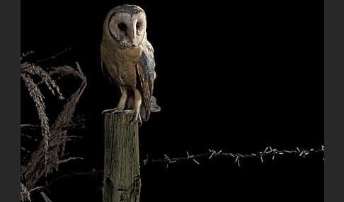 Schleiereule (Tyto alba)