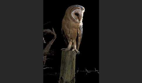 Schleiereule (Tyto alba)