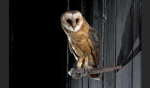 Schleiereule (Tyto alba)