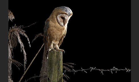 Schleiereule (Tyto alba)