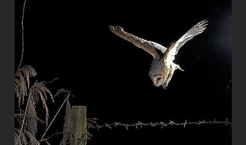 Schleiereule (Tyto alba)