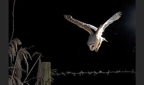 Schleiereule (Tyto alba)