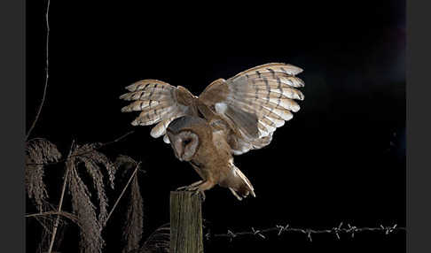 Schleiereule (Tyto alba)