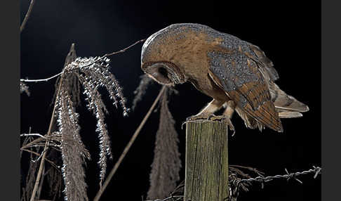 Schleiereule (Tyto alba)