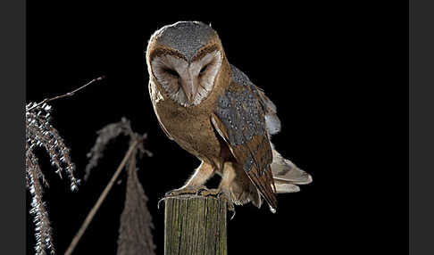 Schleiereule (Tyto alba)