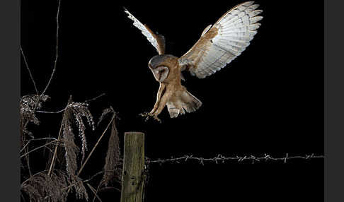 Schleiereule (Tyto alba)