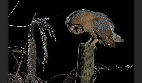 Schleiereule (Tyto alba)