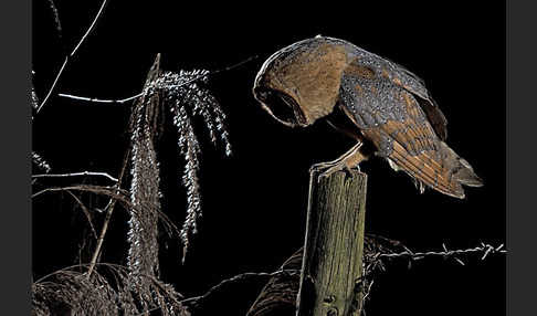 Schleiereule (Tyto alba)