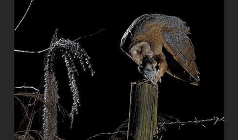 Schleiereule (Tyto alba)