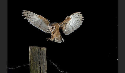 Schleiereule (Tyto alba)