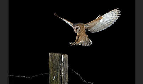 Schleiereule (Tyto alba)