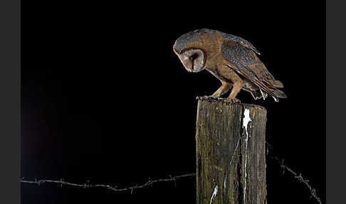 Schleiereule (Tyto alba)