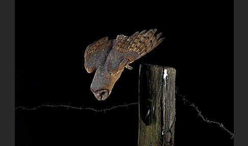 Schleiereule (Tyto alba)