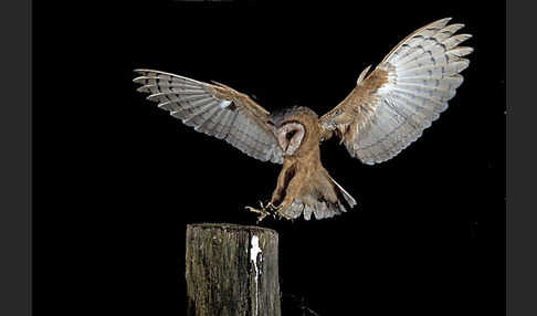 Schleiereule (Tyto alba)