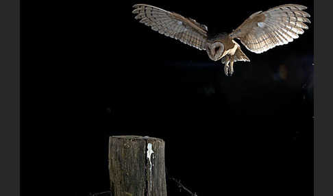 Schleiereule (Tyto alba)