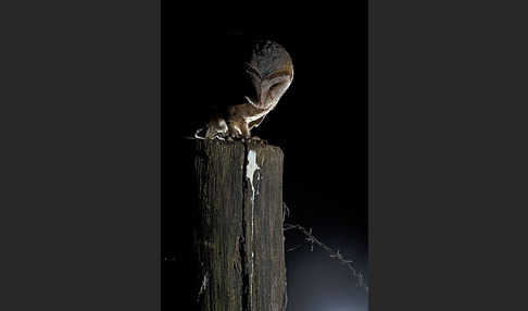 Schleiereule (Tyto alba)