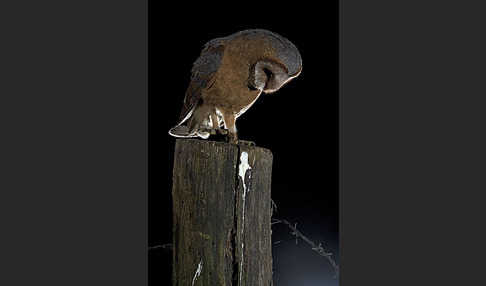 Schleiereule (Tyto alba)