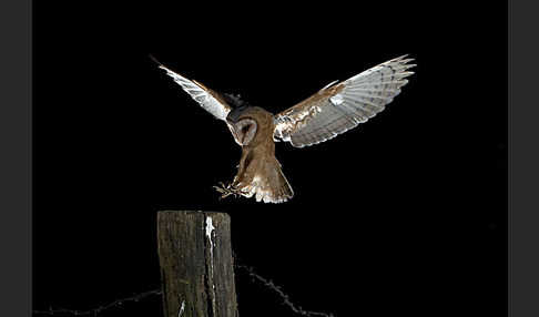 Schleiereule (Tyto alba)