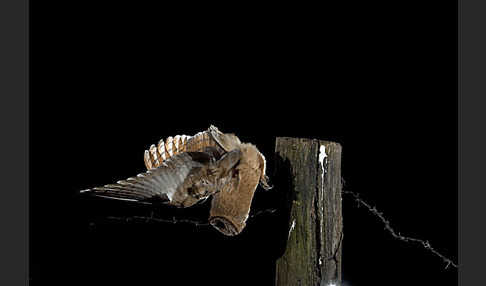 Schleiereule (Tyto alba)