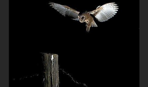 Schleiereule (Tyto alba)