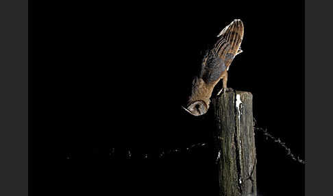 Schleiereule (Tyto alba)