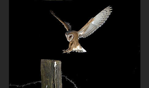 Schleiereule (Tyto alba)