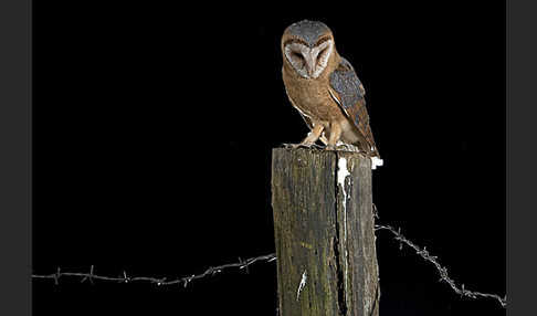 Schleiereule (Tyto alba)