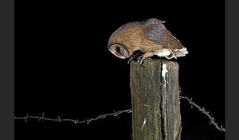 Schleiereule (Tyto alba)