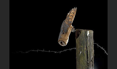 Schleiereule (Tyto alba)