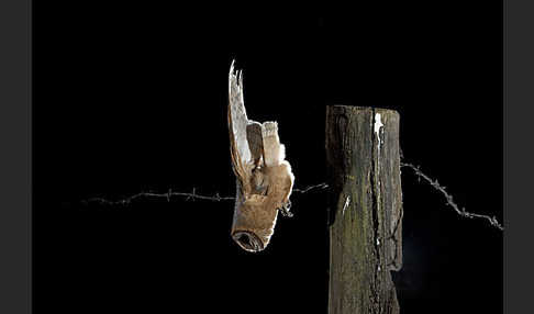 Schleiereule (Tyto alba)