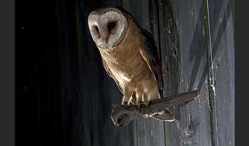 Schleiereule (Tyto alba)