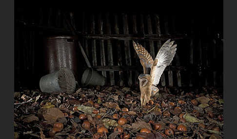 Schleiereule (Tyto alba)