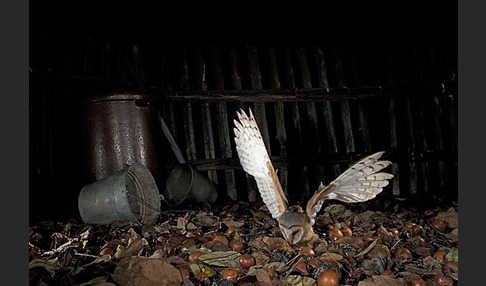 Schleiereule (Tyto alba)