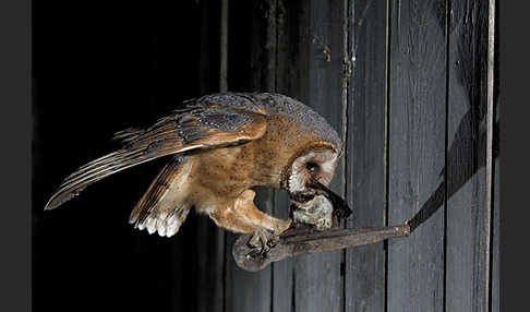 Schleiereule (Tyto alba)